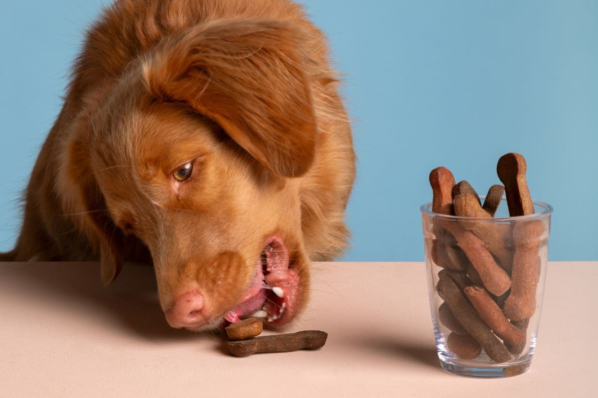 Chocolate pode matar cachorros? Entenda os riscos e como agir