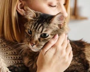 Seu gato tem uma pessoa favorita? Veja o que influencia essa escolha