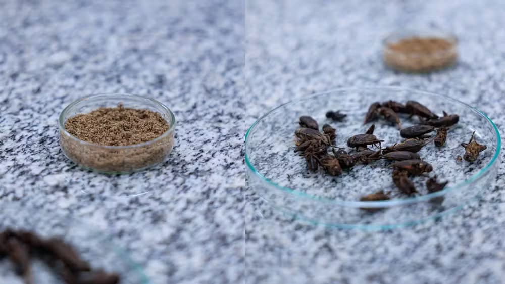 Farinha de grilo pode ser opção nutritiva e sustentável, mas trava na falta de regulamentação