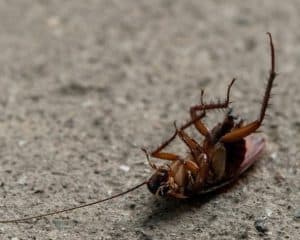 Anatomia, inseticida e ambiente: o que faz baratas morrerem viradas