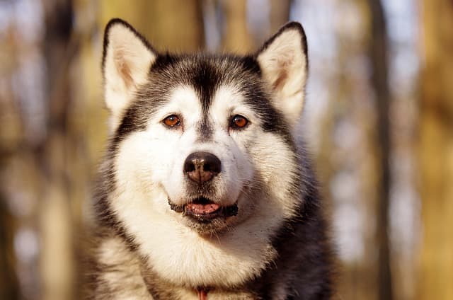 Companhia aérea vai permitir cães de até 30 kg na cabine do avião