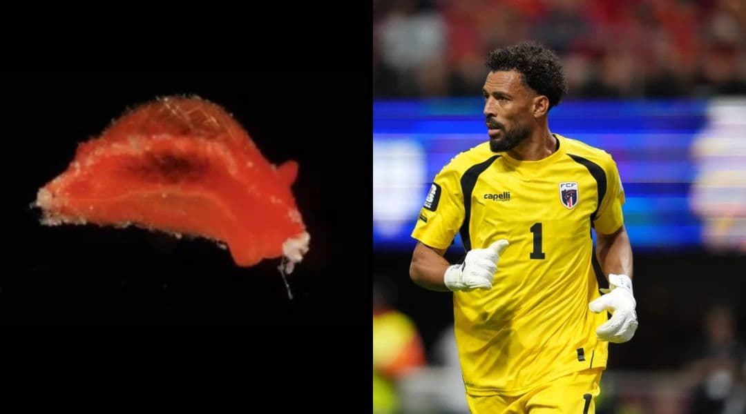 Nova espécie de molusco é batizada em homenagem a goleiro Vozinha