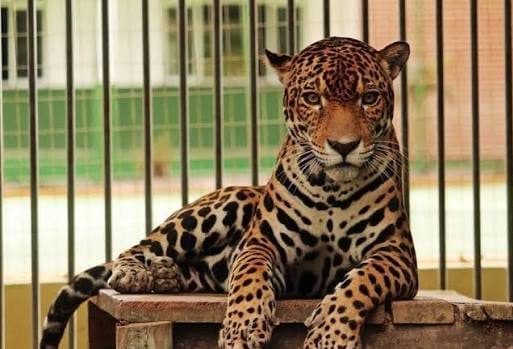 Veja os reis da Amazônia e seus ‘primos’ espalhados pelo mundo