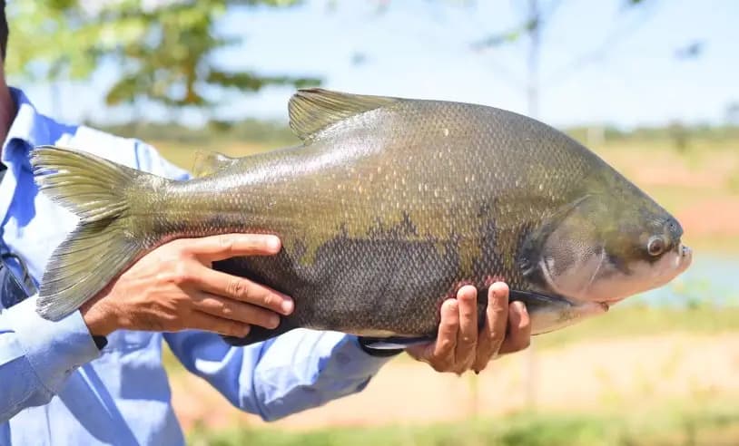 Ministro afirma que pesca do tambaqui continua liberada no Amazonas, apesar da ameaça de extinção