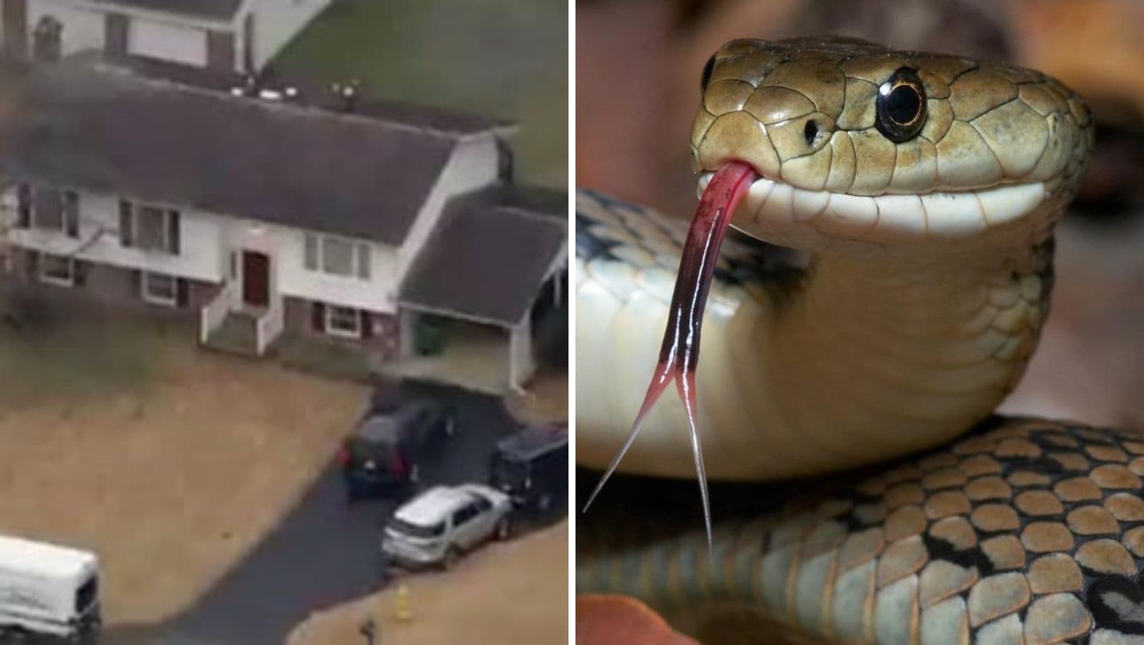 Homem é encontrado morto cercado por mais de 100 cobras dentro de casa