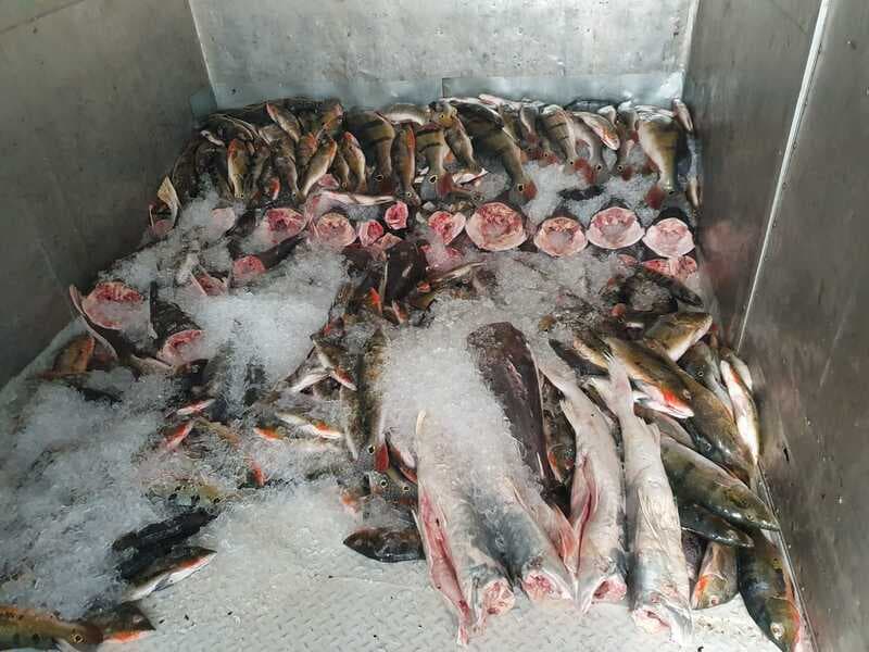 Técnicos da Sema flagram transporte ilegal de tucunaré em Novo Airão