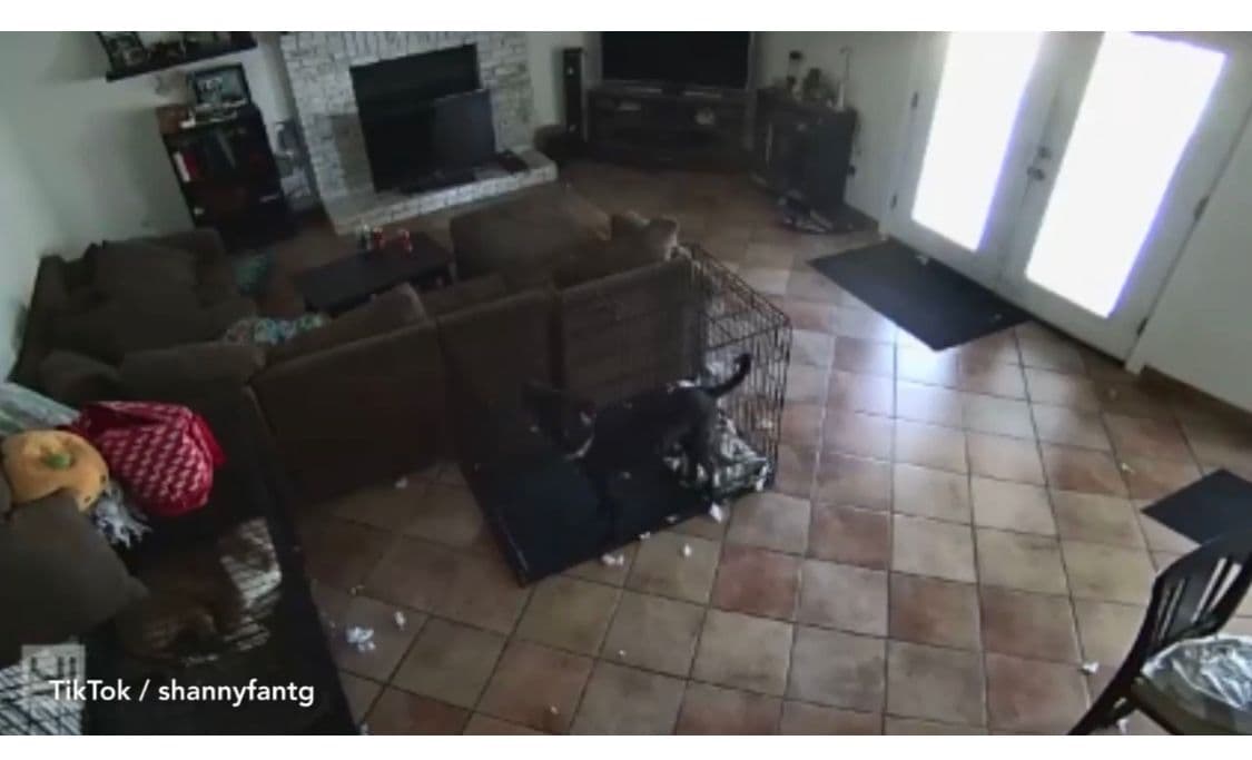 Assustador : Câmeras internas flagram cachorro sendo puxado misteriosamente