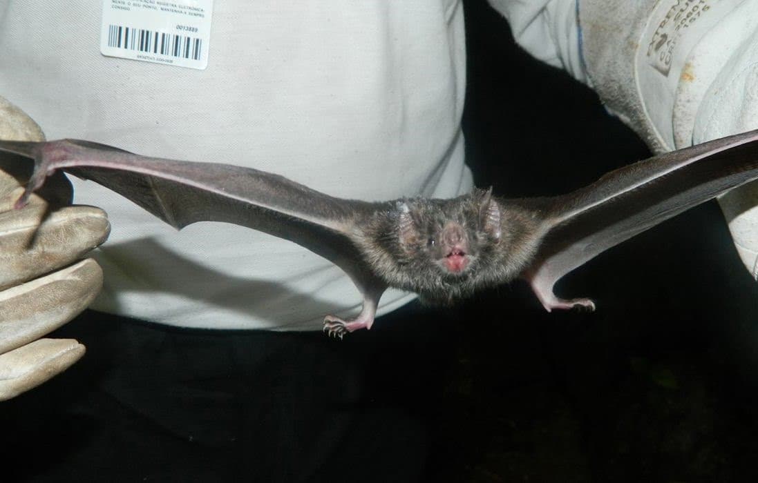 Minas Gerais registra três mortes por raiva humana em um mês