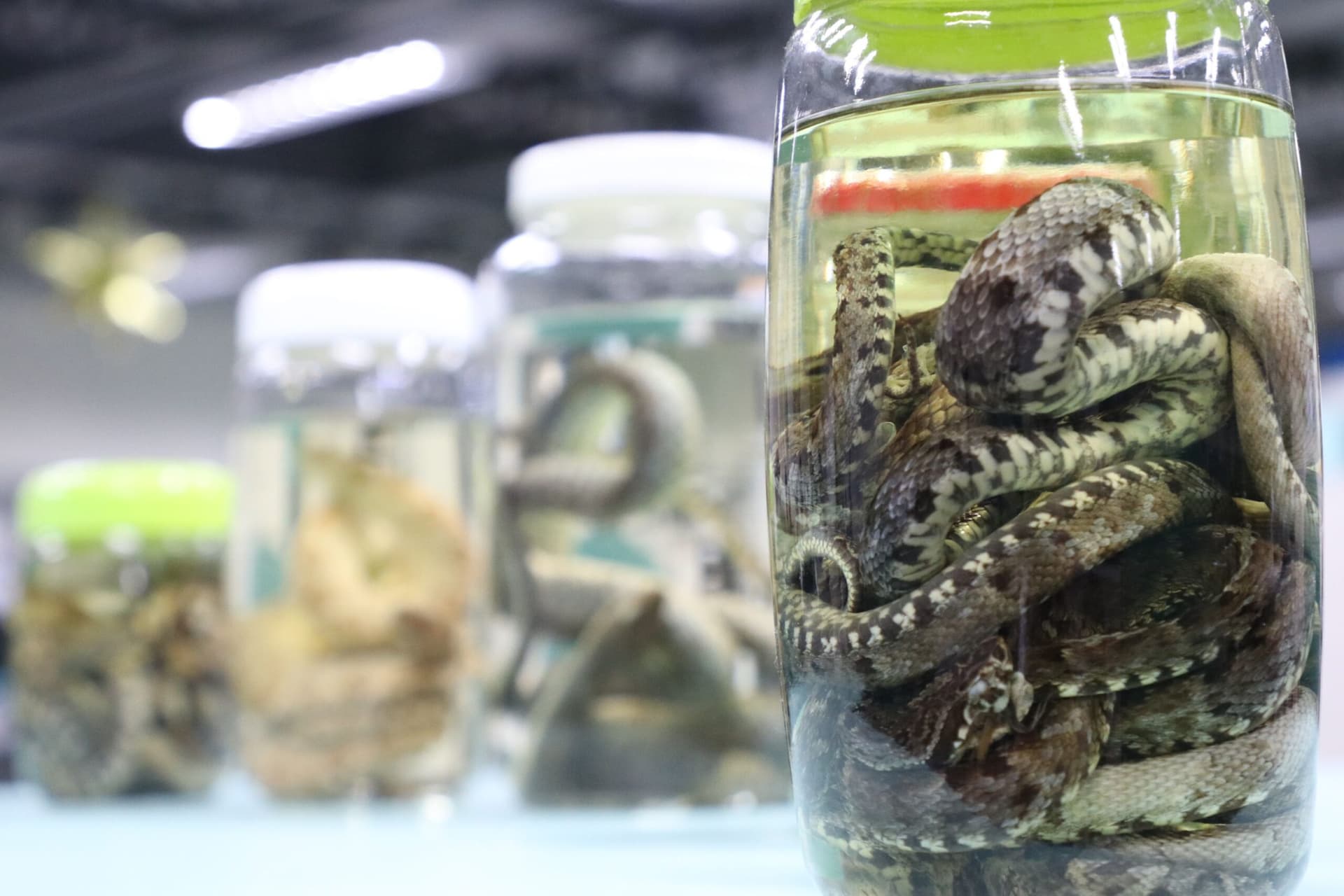 Casos de acidentes com animais peçonhentos reduzem 15% neste ano no AM