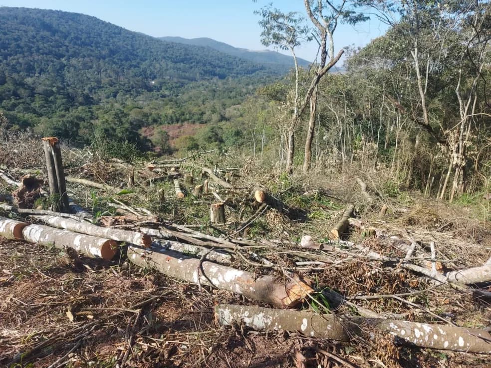 Europa proíbe venda de produtos saídos de área de desmatamento