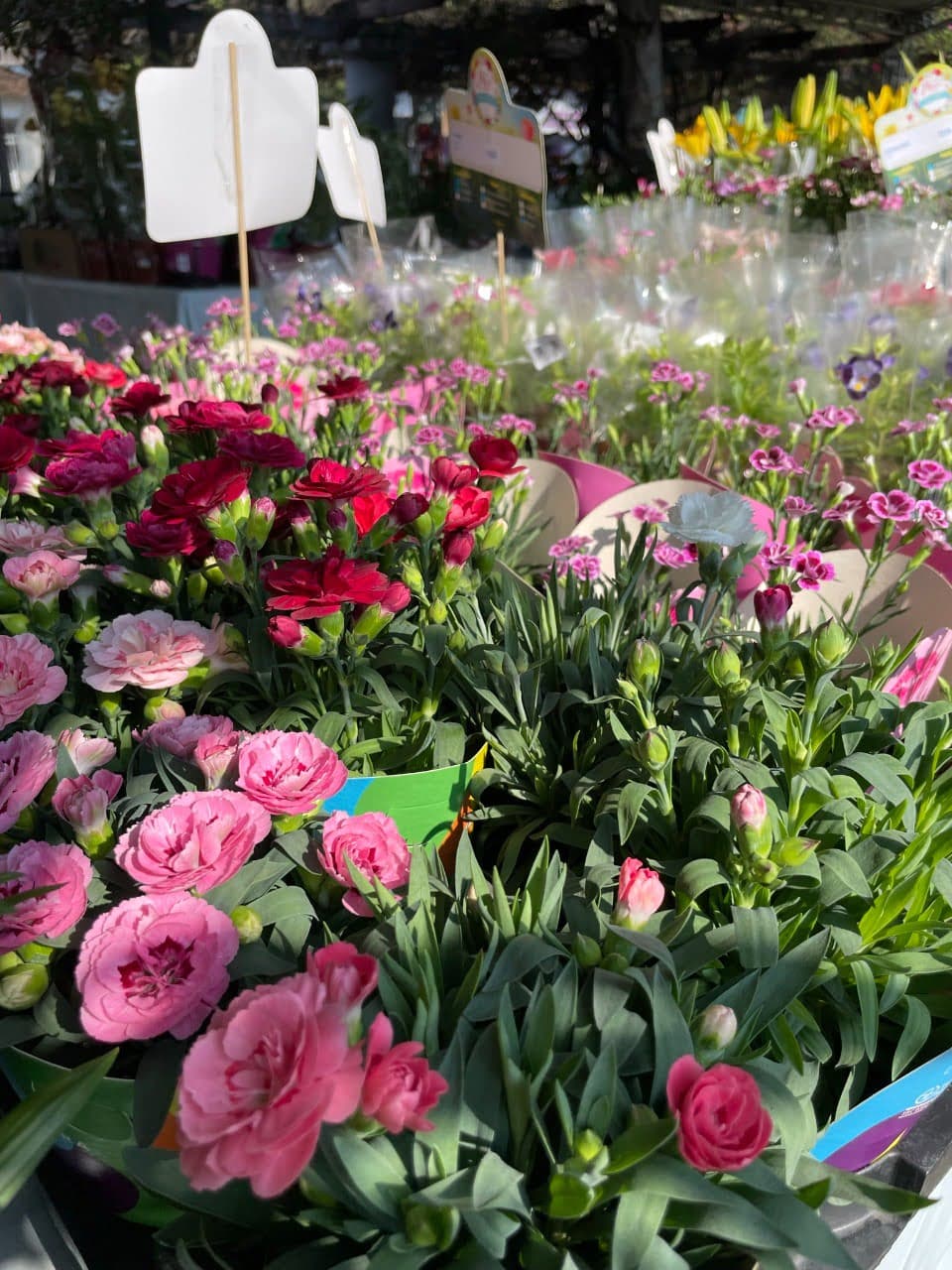 Festival Flores de Holambra encerra em 2 de outubro