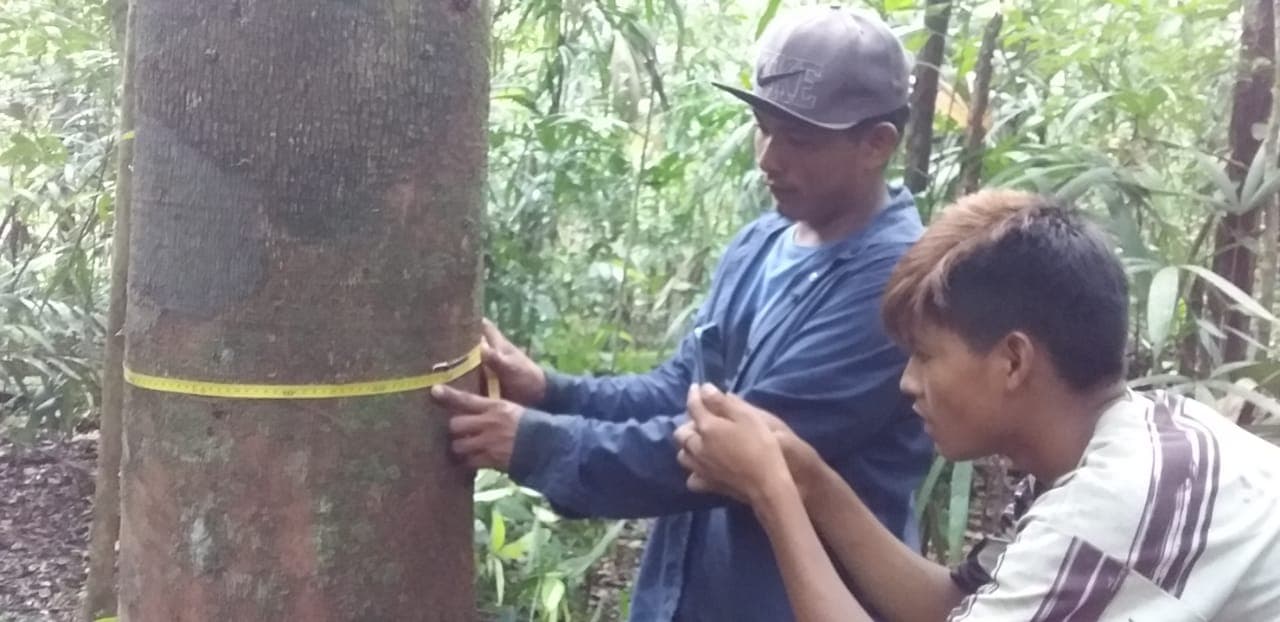 Copaíba e cumaru geram renda para índios e quilombolas
