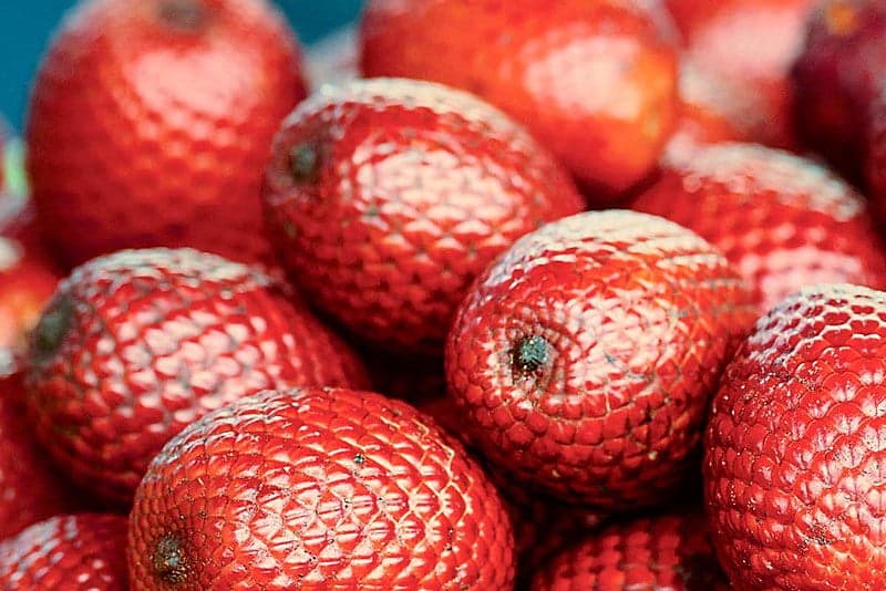 Buriti, a fruta amazônica de mil e uma utilidades