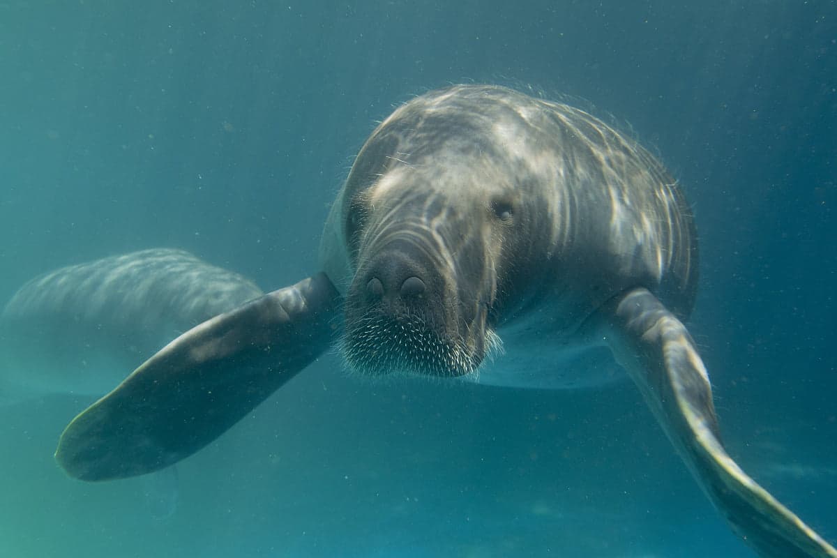 Peixe-boi é parente dos elefantes? Confira algumas curiosidades sobre um dos bichos mais cativantes da Amazônia