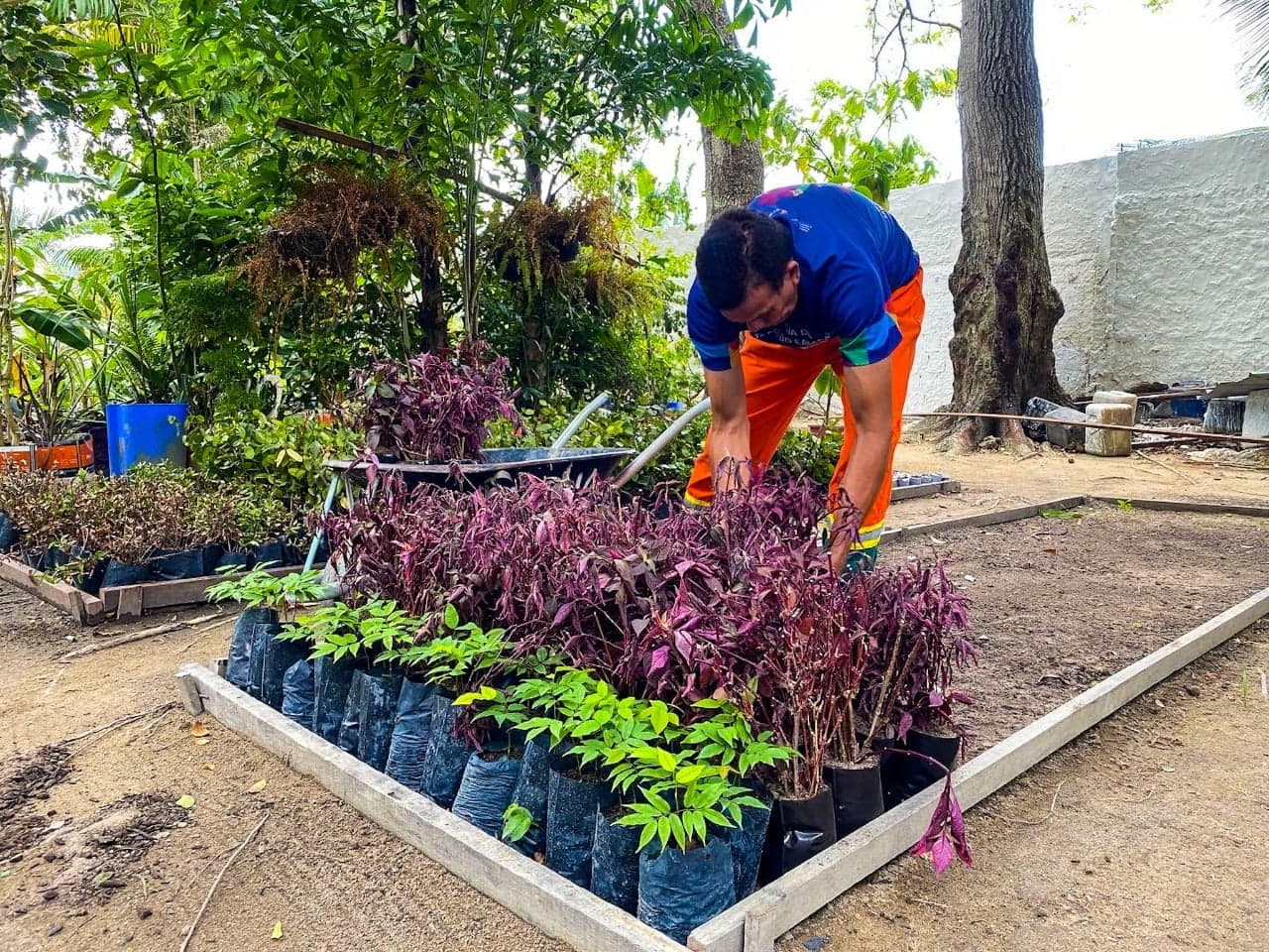 Meio ambiente: resíduos de árvores são transformados em tijolos ecológicos