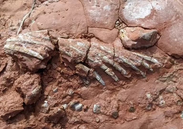 Descobertos fósseis de animal que viveu antes dos dinossauros