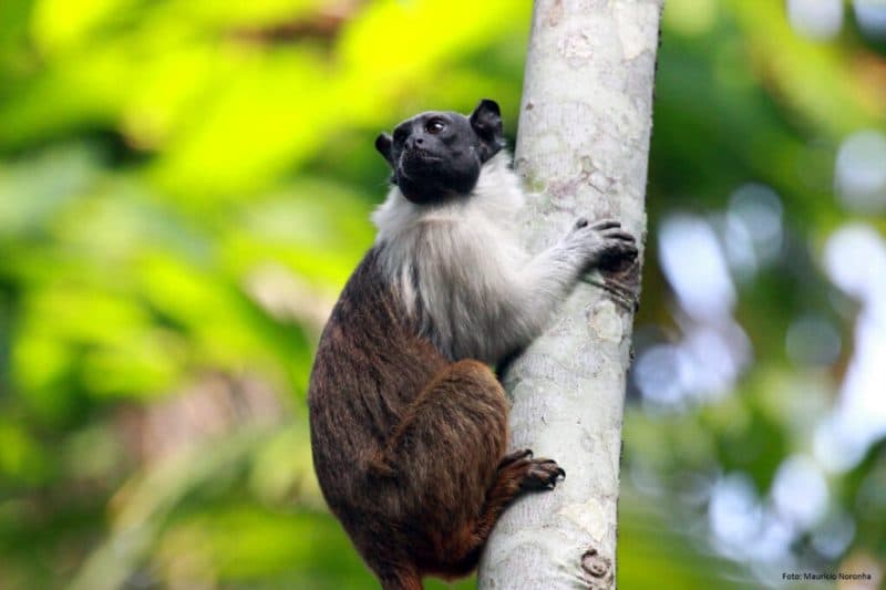 Plano Municipal para proteger espécies ameaçadas de extinção avança na CMM