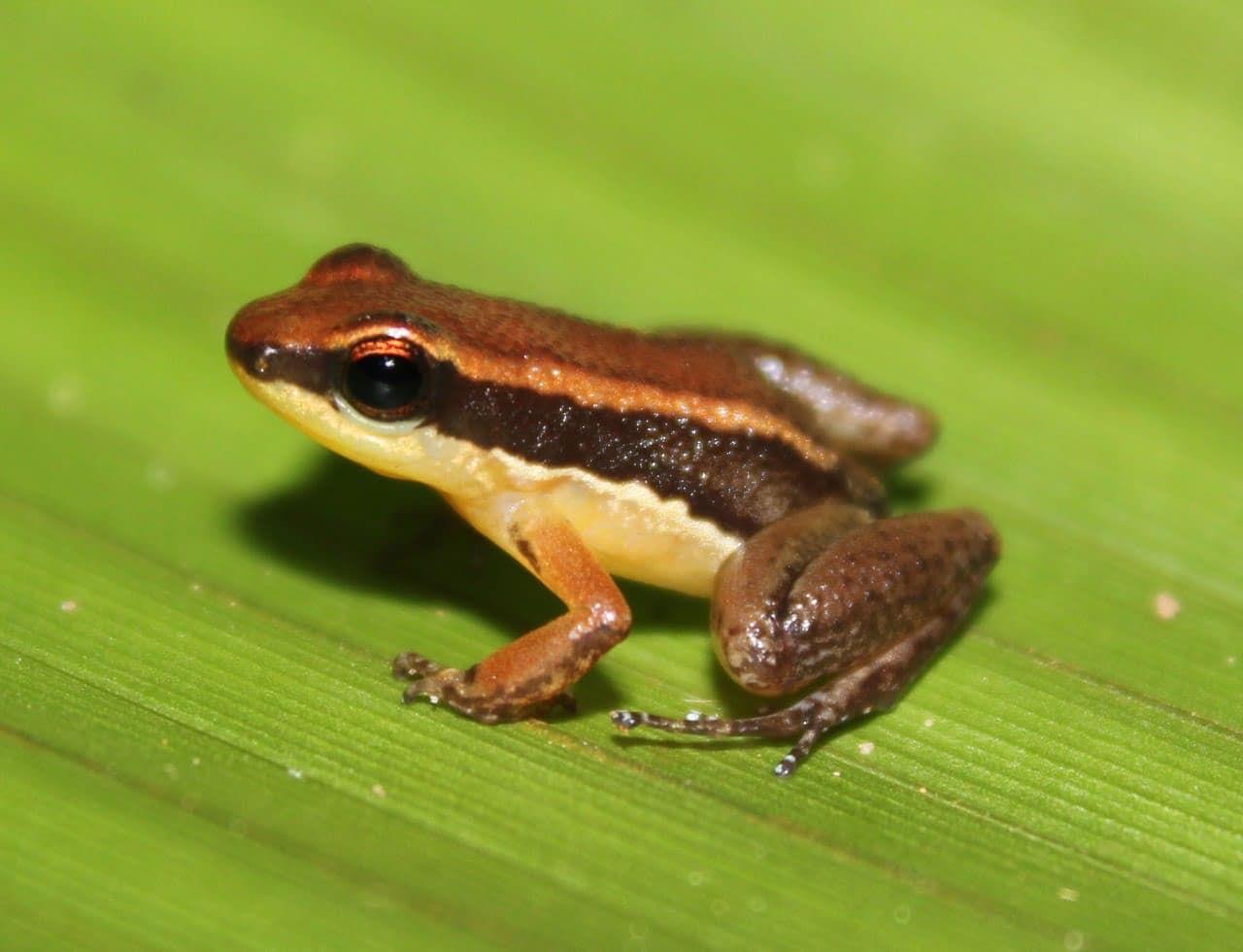 Pesquisa descobre duas novas espécies de sapos no Amazonas