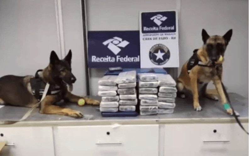 Cães farejadores encontram maconha em carga de castanha