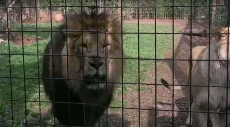 Susto em zoológico, leões escapam de recinto em Sydney