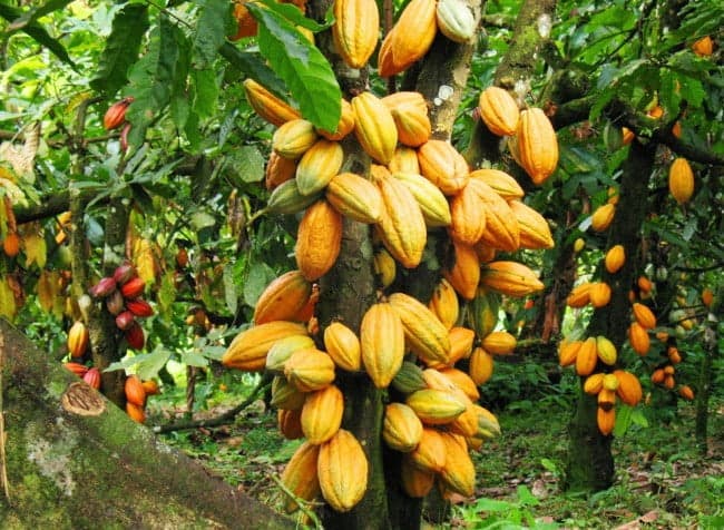 Produção de cacau entra em quarentena no Amazonas