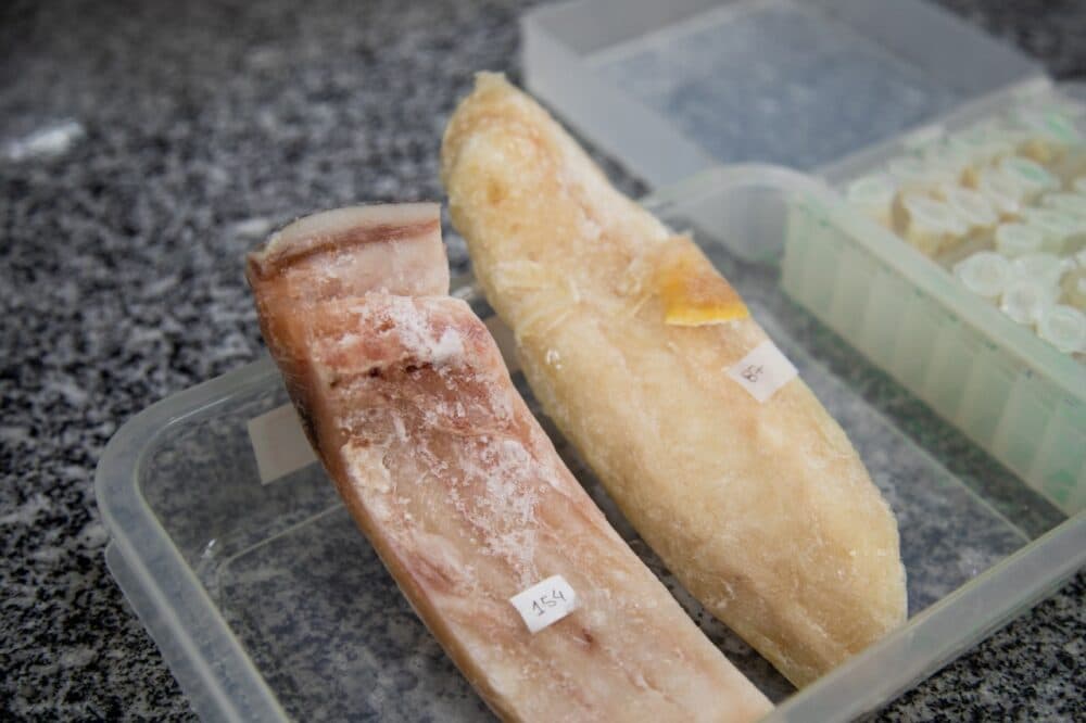 Pesquisadores criam kit para identificar postas e filés de piramutaba