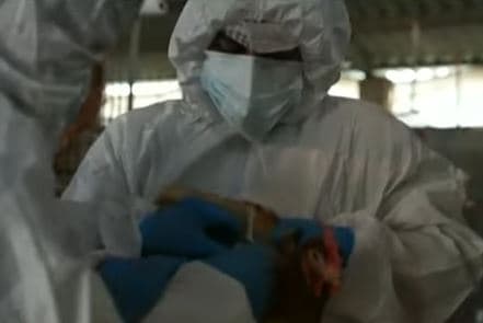 Equador declara emergência sanitária devido surto de gripe aviária