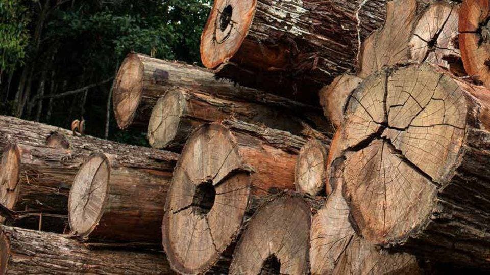 Madeira em tora, lenha e açaí impulsionaram extrativismo recorde no Amazonas em 2024