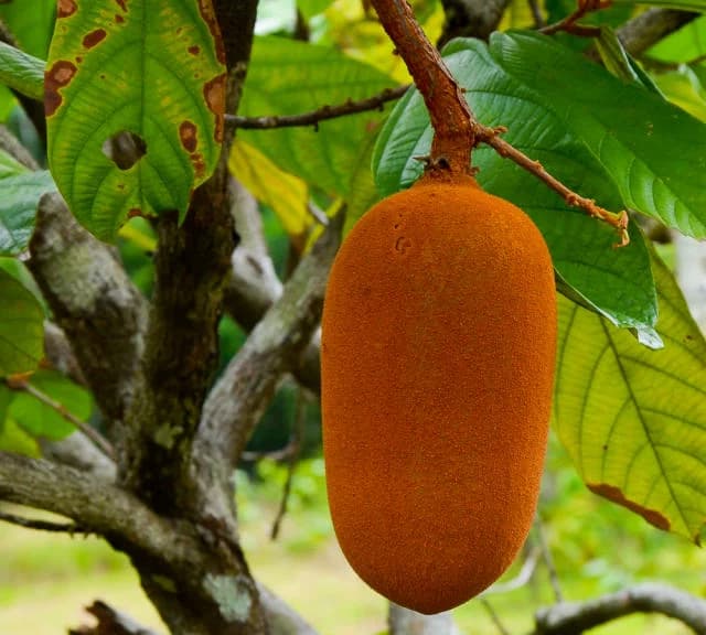 Transporte de cacau e cupuaçu é proibido no Amazonas