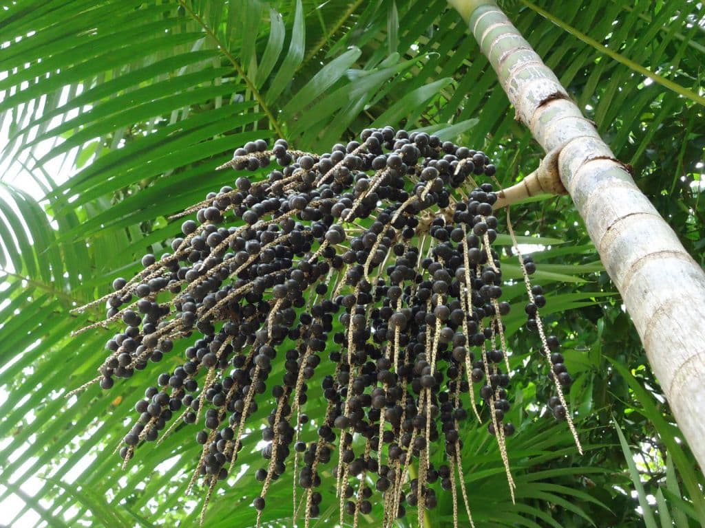 Estudo busca melhorar a qualidade do açaí na região amazônica