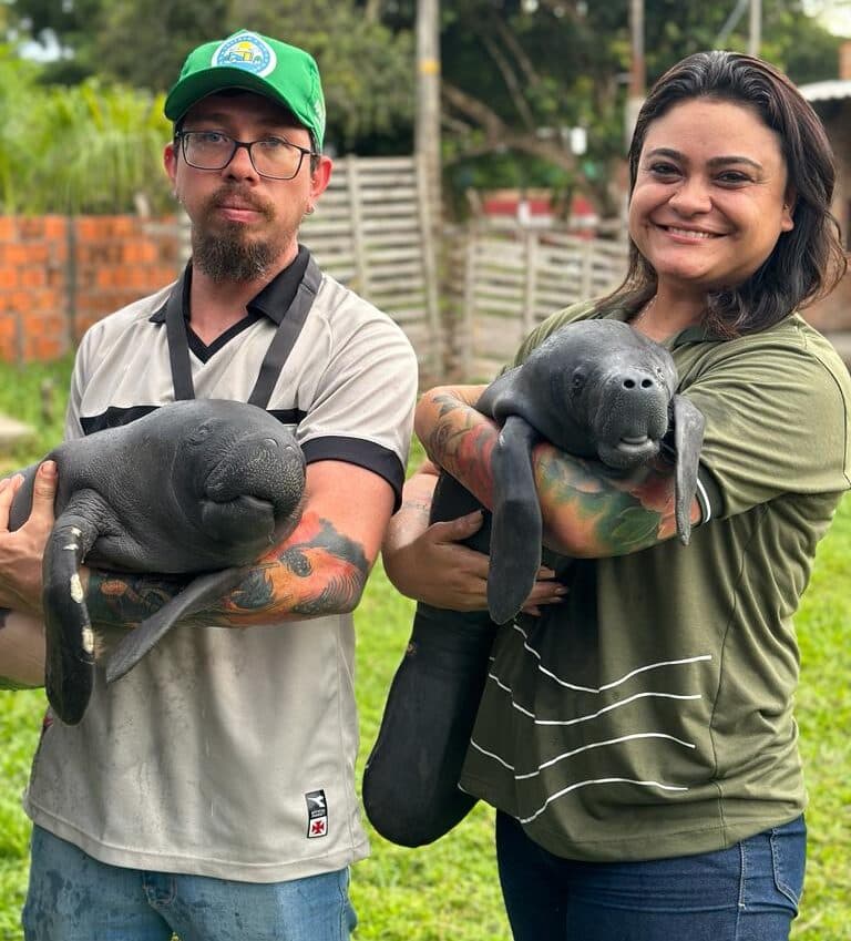 Dois filhotes de peixe-boi são resgatados em Parintins