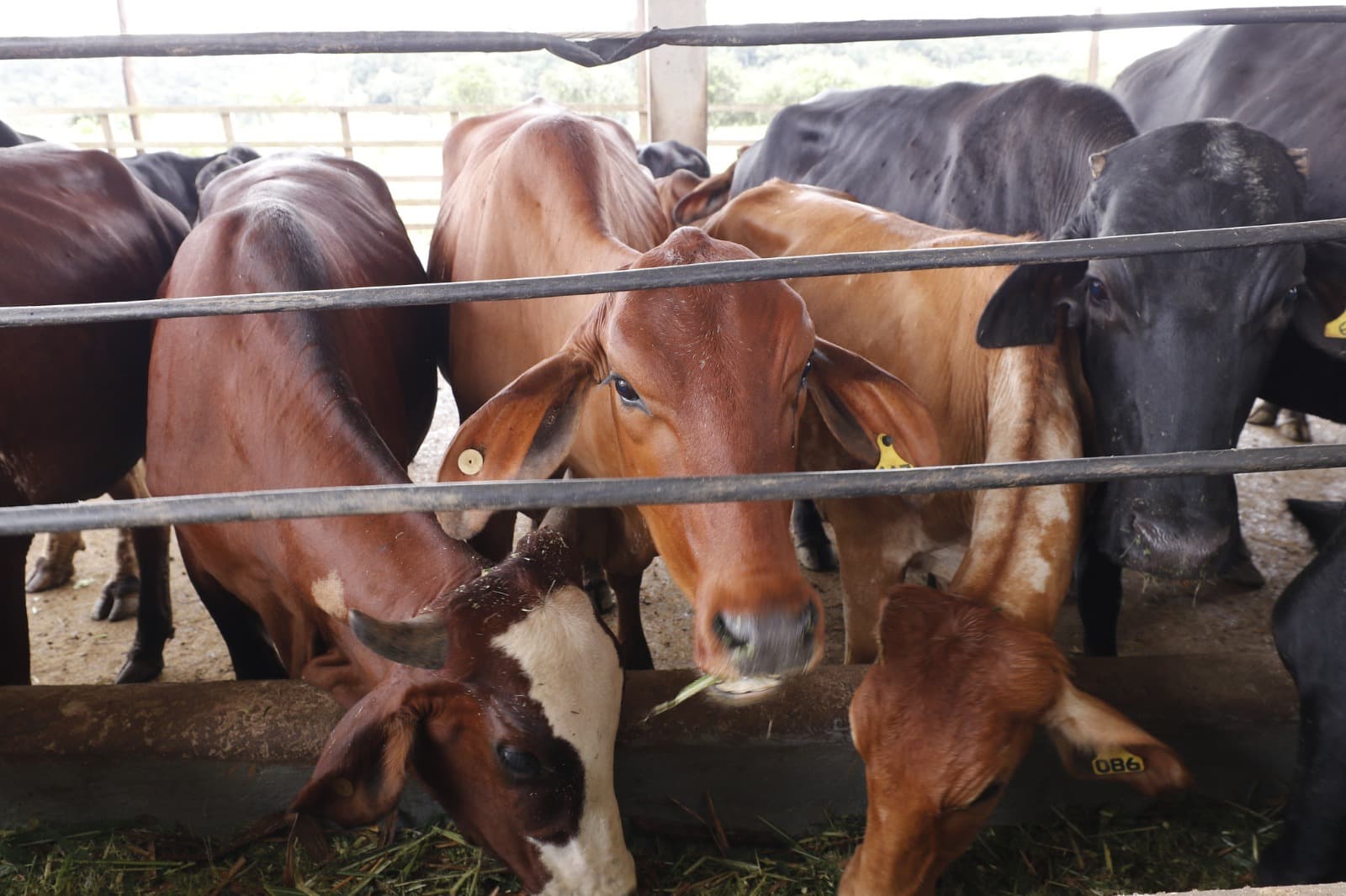 Vacinação contra febre aftosa encerra domingo no AM