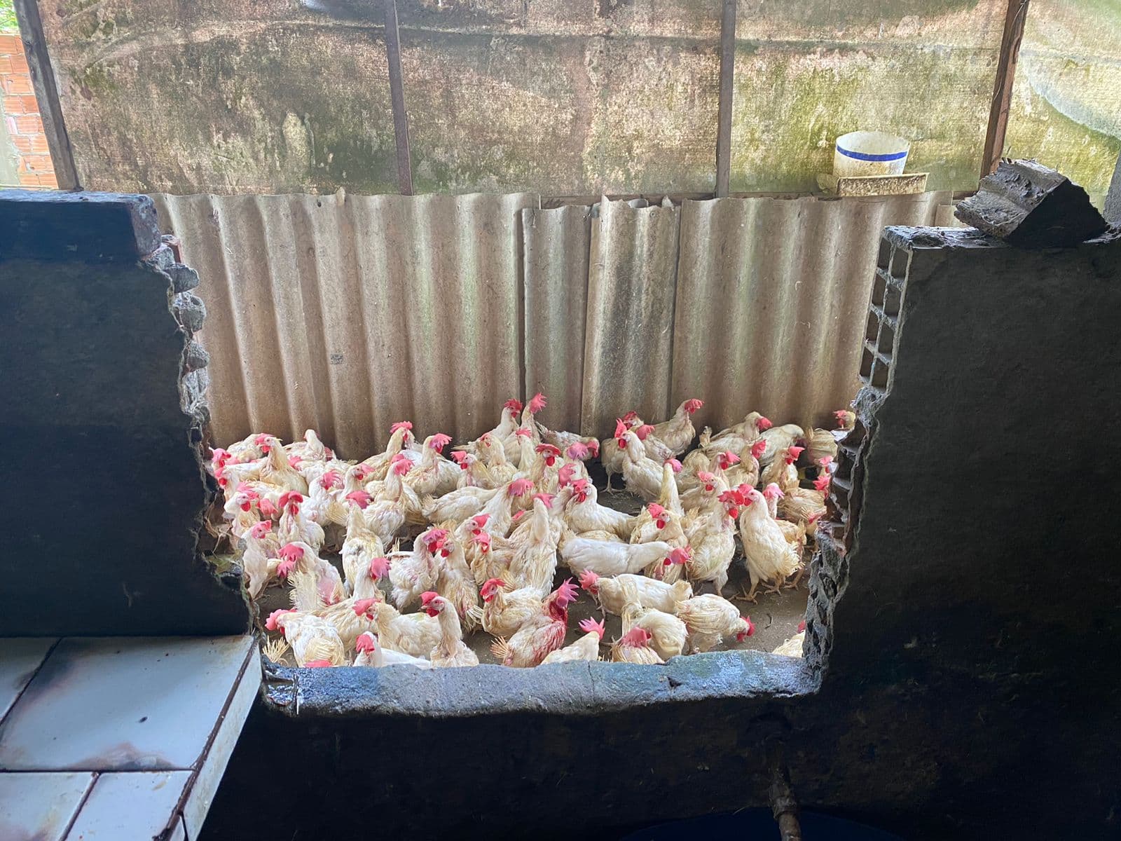 Adaf interdita abatedouro clandestino de aves na zona norte