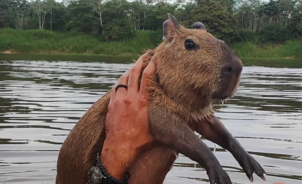 Capivara Filó não será mais recolhida pelo IBAMA, diz deputado