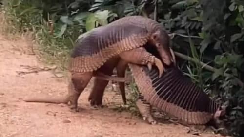 Vídeo inédito mostra o acasalamento entre tatus-canastras; VEJA