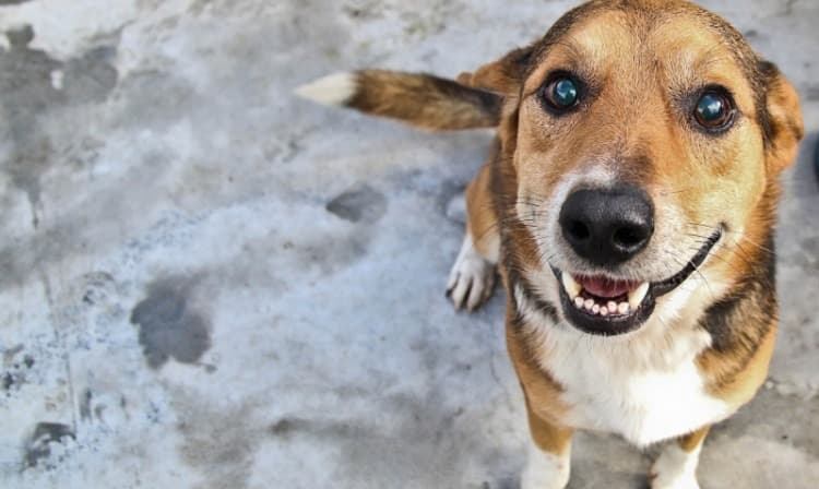 Prefeito decreta abate de animais abandonados, mas recua após repercussão