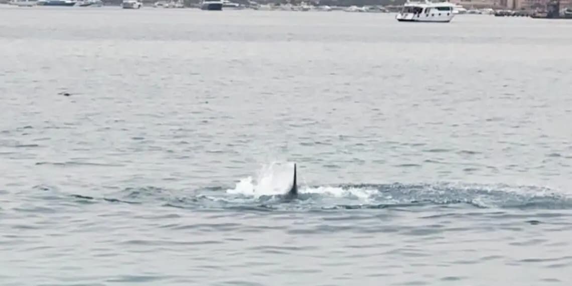 IMAGEM IMPRESSIONANTE: Tubarão ataca e mata homem em praia no Egito