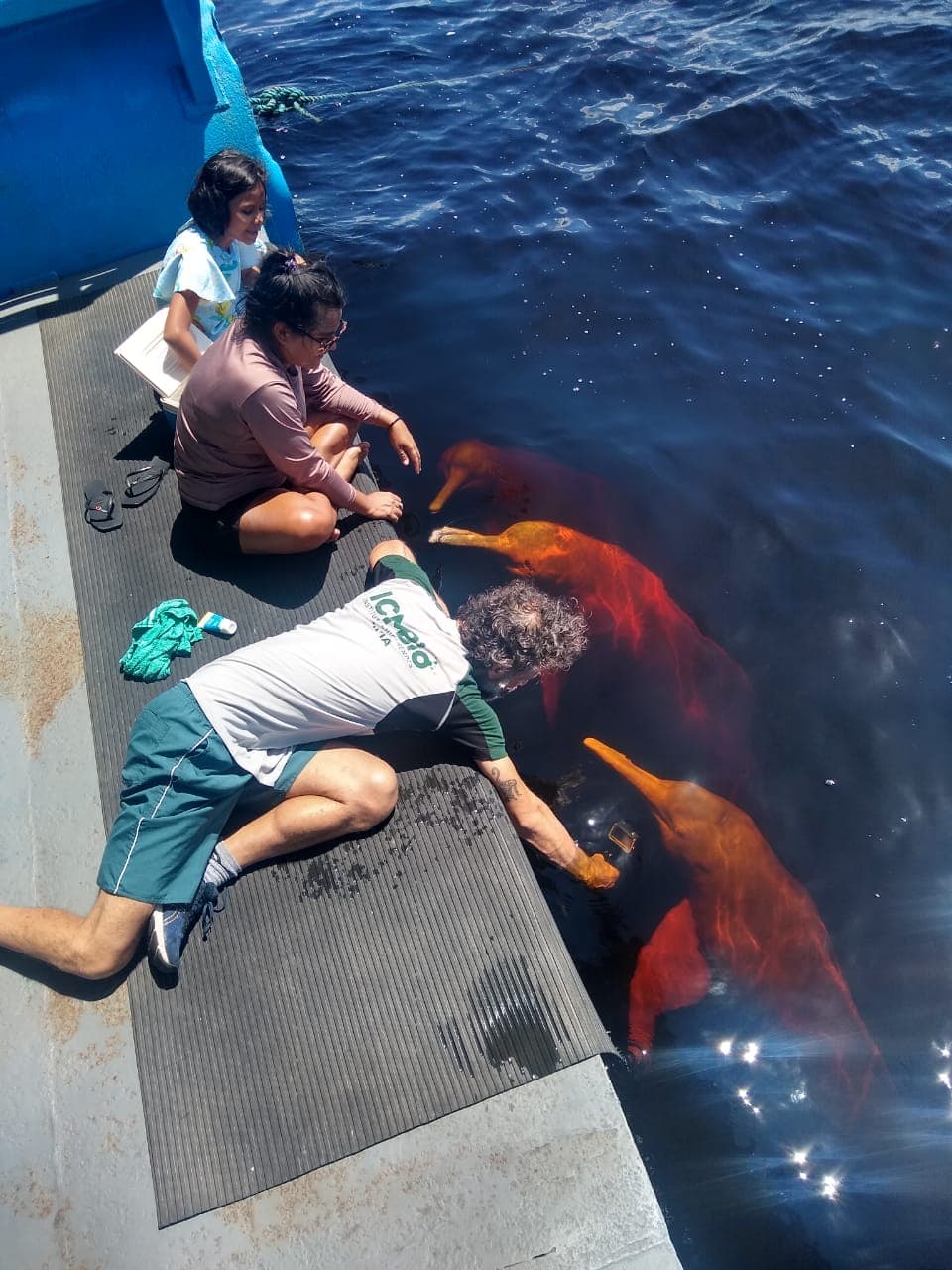 Final feliz: Boto “Curumin” tem arpão removido do olho e segue sendo monitorado
