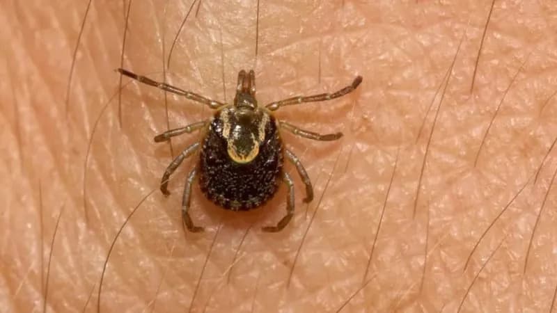 Febre maculosa: Nova morte é confirmada, e mais casos são suspeitos