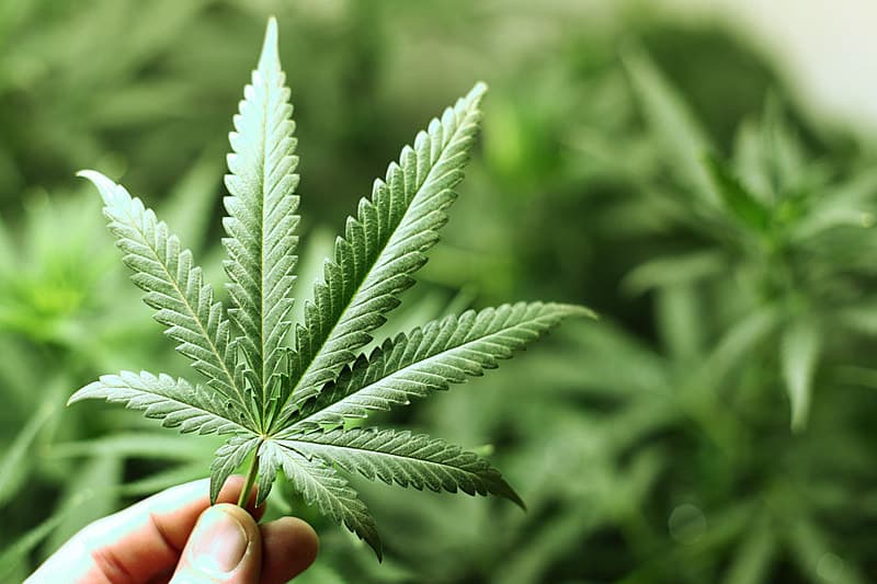 STJ autoriza paciente a cultivar 354 pés de cannabis para tratar ansiedade