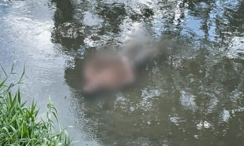 VÍDEO: Corpo de homem é encontrado “boiando” em igarapé em circunstâncias misteriosas