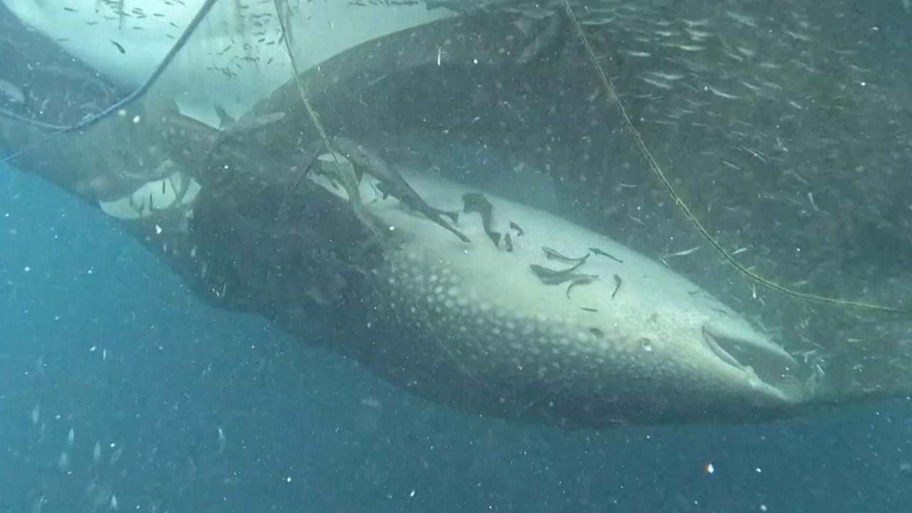 VÍDEO: Mergulhadores se arriscam em alto mar para salvar tubarões presos em redes de pesca