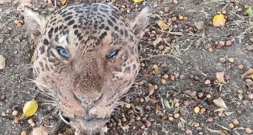 Suspeito de decapitar onças-pintadas para alimentar cães é preso em MT