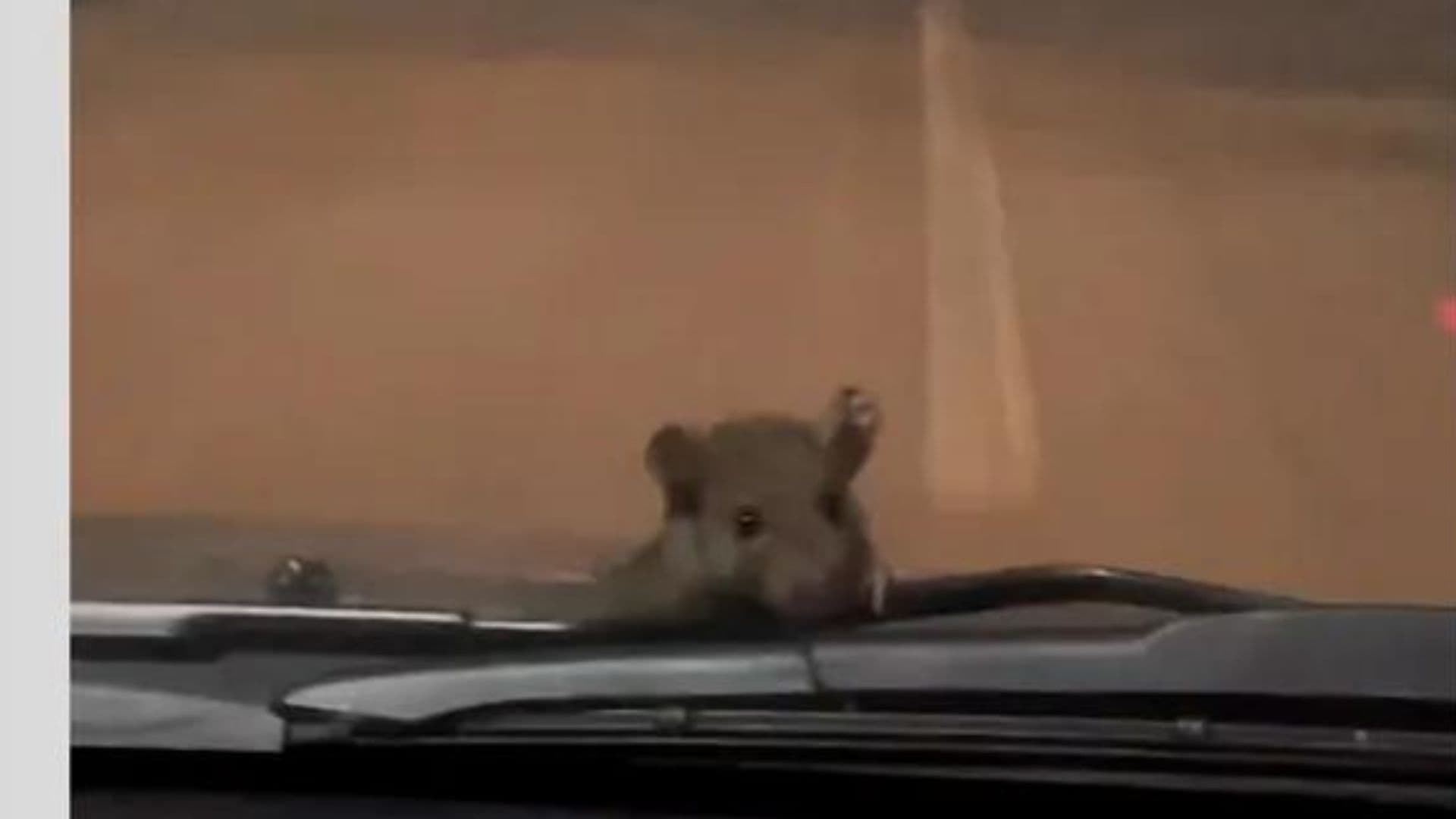 VÍDEO: Rato escala carro em movimento e dá susto em mãe e filha: “Ele que se segure”