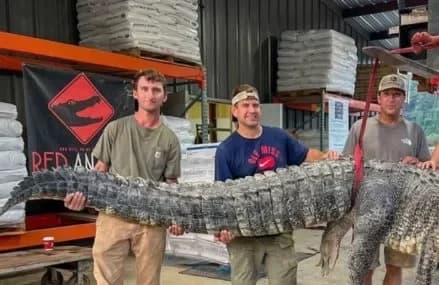 Caçadores americanos capturam jacaré gigante. Assista vídeo