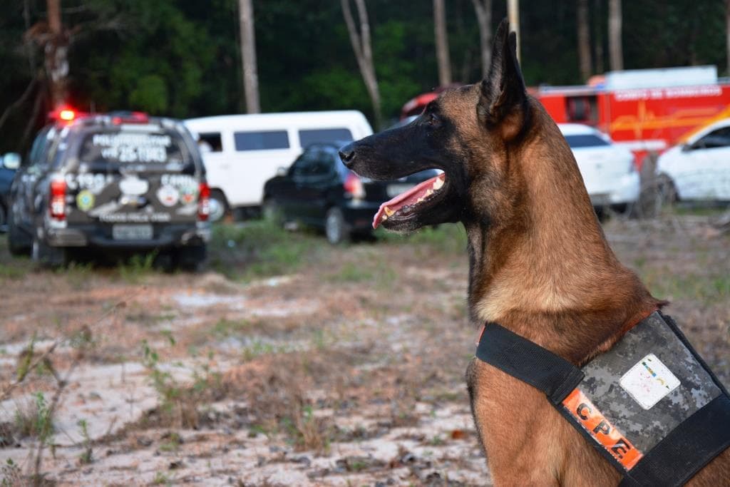 Cães farejadores ajudam polícia a prender suspeito de estuprar criança de 10 anos, no AM