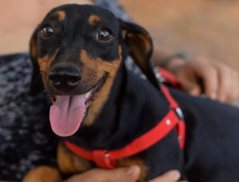 Palmas promove ‘Dia D’ de testagem para leishmaniose canina