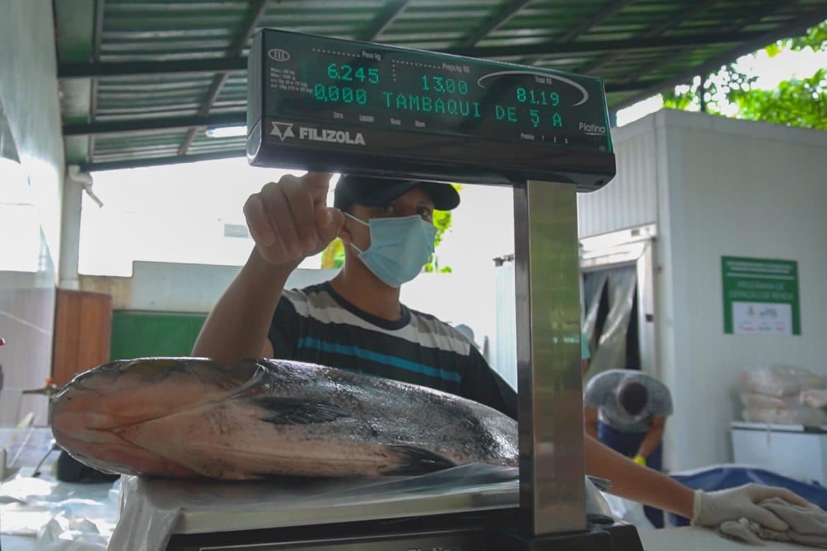 Feira do Tambaqui vende pescado a R$ 10 o kg neste fim de semana, em Manaus