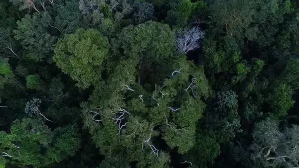 Descubra quanto a Floresta Amazônica ocupa do território brasileiro, segundo o IBGE