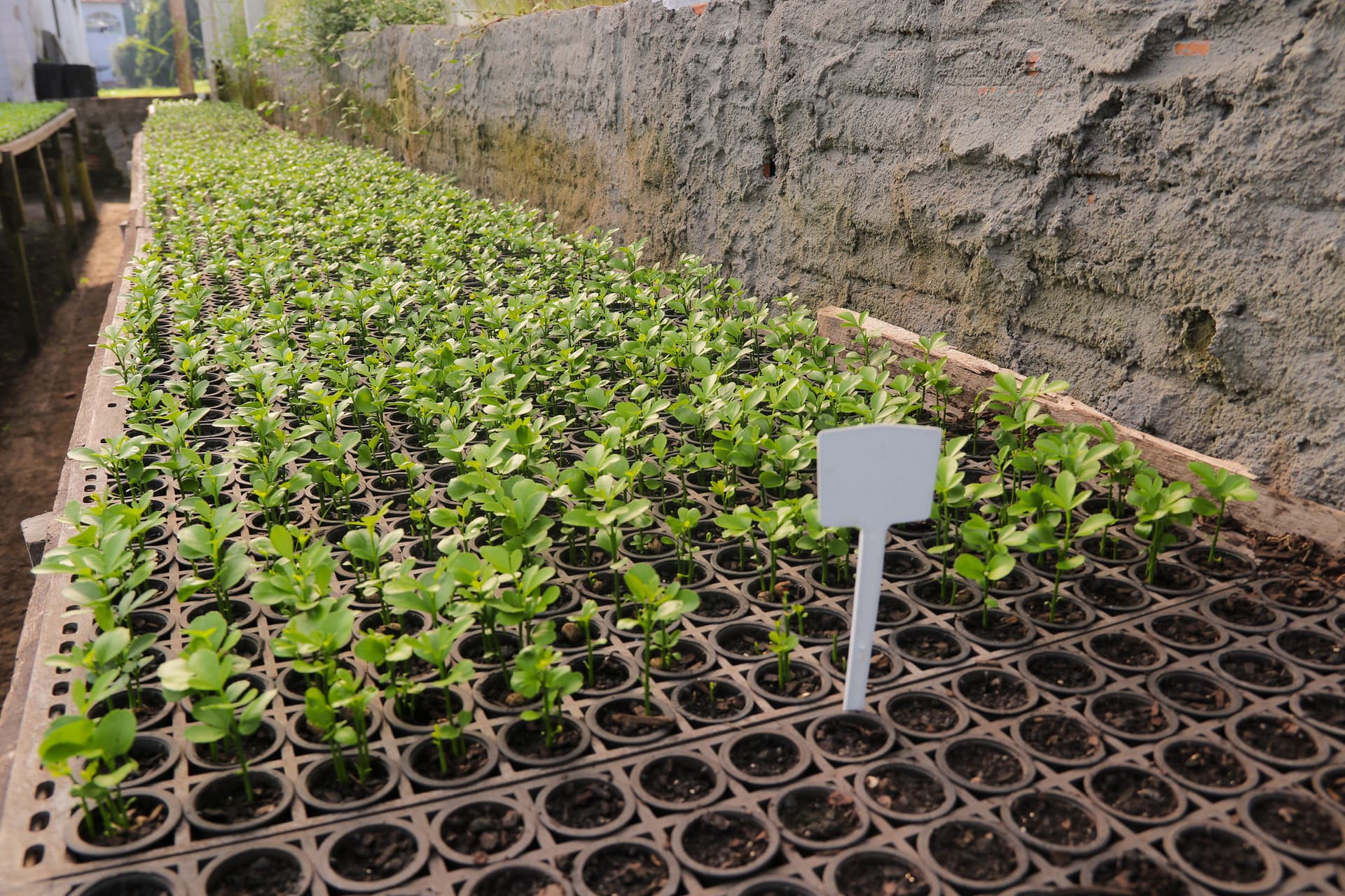 Fomento à citricultura: Produtores da zona rural de Manaus recebem 14 mil mudas